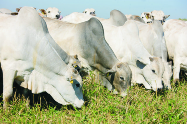 Sesp desenvolve plano integrado de segurança para a 56ª Expoagro