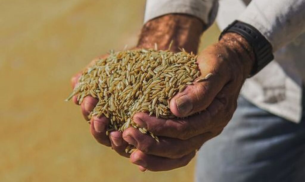 TRF-4 derruba liminar e leilão de arroz está mantido