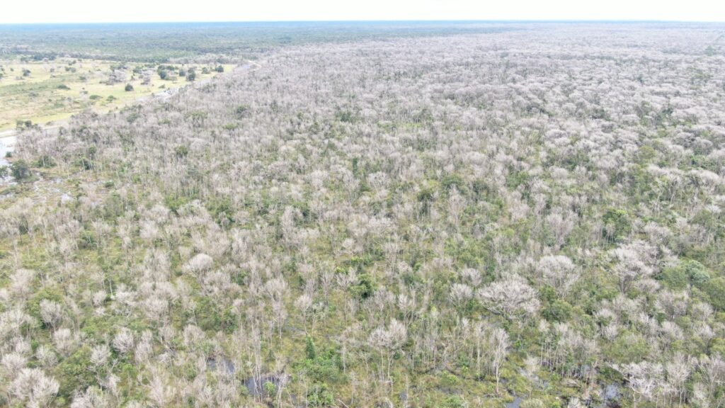 Fazendeiro que gastou fortuna em desmate químico no Pantanal fica em silêncio durante interrogatório