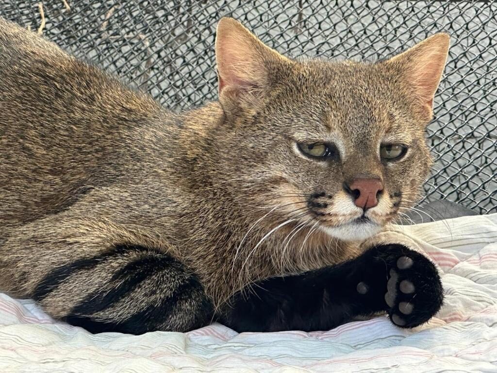 Morte de gata: MP denuncia professor e pede indenização de R$ 300 mil