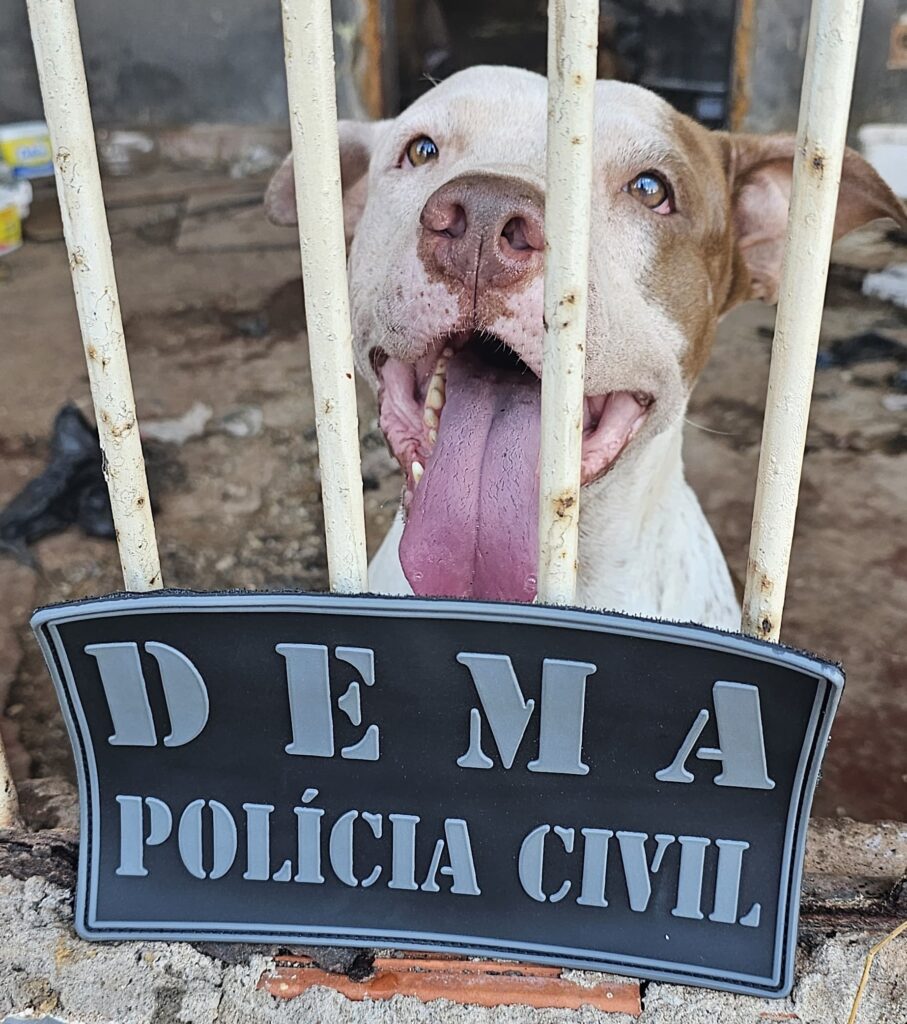 Polícia Civil e Juvam resgatam cachorros que estavam abandonados após dono sofrer AVC