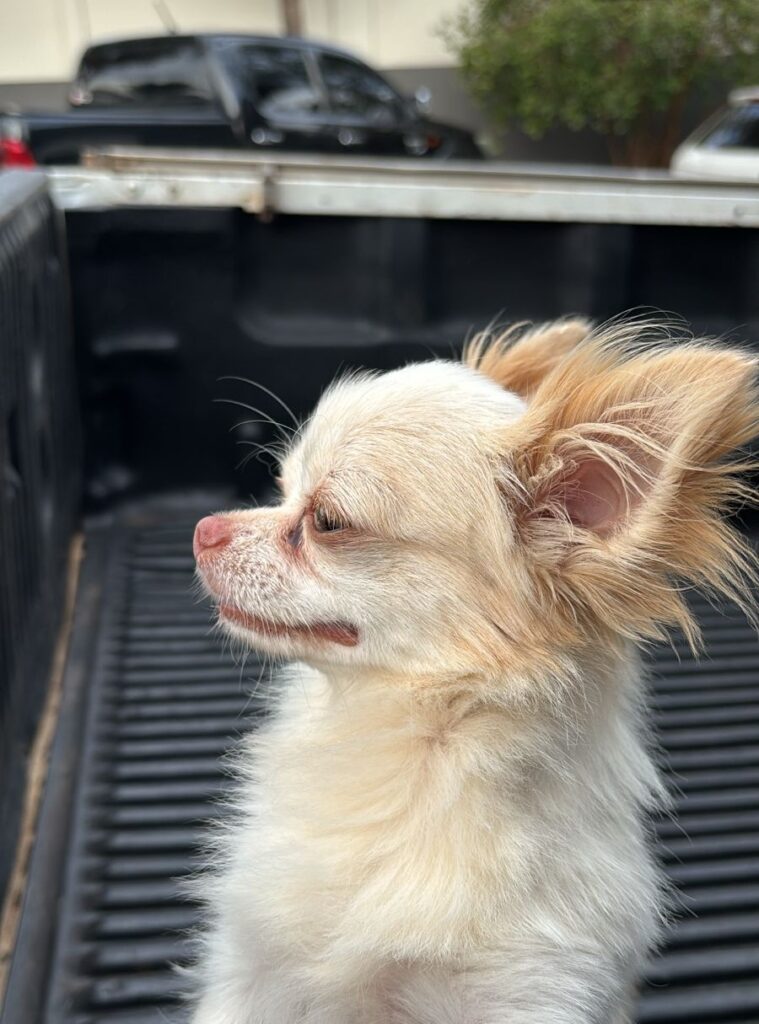 Cachorro furtado há um ano é recuperado em Rondonópolis pela Polícia Civil